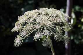 Umbel Flowers CortÃ­a Wallichiana