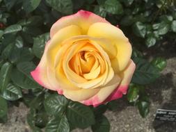 Rose Floral Garden