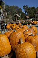 ripe pumpkins harvest fall