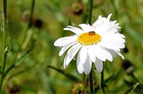 Margarite Flower Blossom