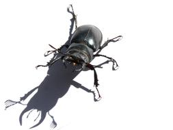 large black beetle on a white background