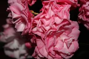 Flower Rosa