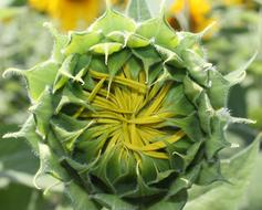 Sunflower Flower