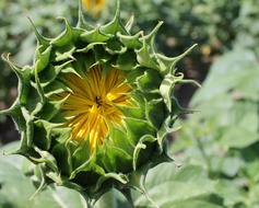 Sunflower Bud Flower
