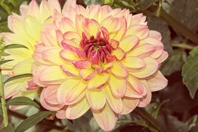 Dahlia Garden Blossom