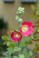 Hollyhocks Flower Garden Close Up