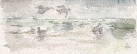 Watercolor picture with ducks
