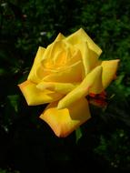 Yellow Rose Bloom