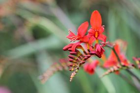 Montbretia Garden flower