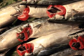 Fresh fish with red gills