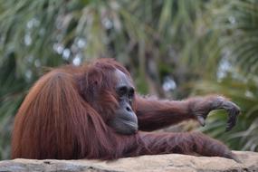Mono Fauna Ape