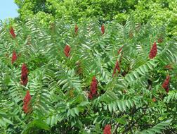 red flowers on bushes in the garden