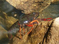 American Crab Crayfish Rocks