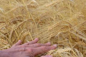 Barley Field Hand