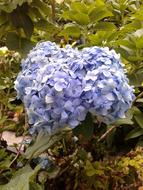 Garden Flower Spring