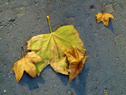 Autumn dry leaves on the road