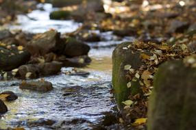 Fall Leaves Stream