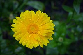 Marigold Blossom Bloom Close