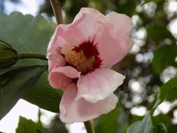 Hibiscus Mallow Pink