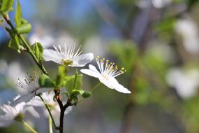 beautiful white flowers on a branch