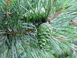 spiny tree with fruit