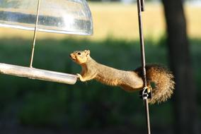 cute squirrel at the feeder