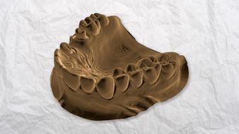 jaw model clay