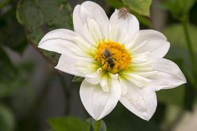 Flower White Close Up