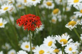 Flower Daisy Red