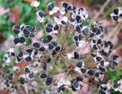 Onion Seeds Dry