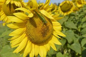 Sunflower Flower