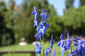 Forget Me Not Flower Blue Petals
