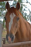 a horse with a white pattern on its muzzle