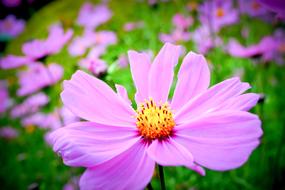 The pink flower in the garden is beautiful