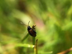 Bug Grass Garden