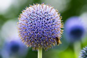 Thistle Flower