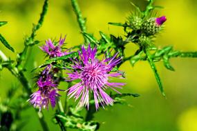 Flower Thistle Campaign