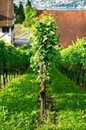 Wine Grape Vine