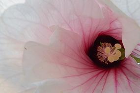 Hibiscus Giant Blossom