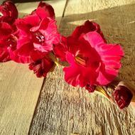 Gladiola Flower