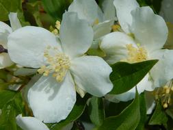 White Blossom