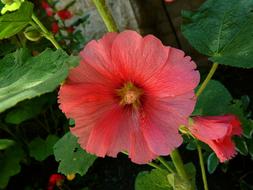 pink Mallow Flower in garden
