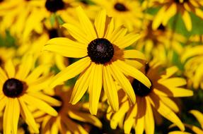 Flower Coneflower Ordinary