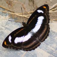 charming black Butterfly Insect