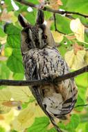 long eared owl on a spring tree branch