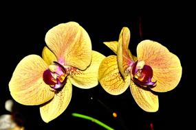 Orchid Color Yellow