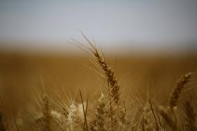 field grass is beautiful wheat