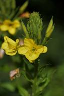 yellow barbara herb