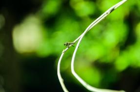 fly on a bare tree branch