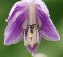 Macro Flower Blooming